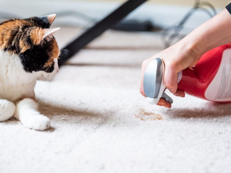 how to help a cat with a hairball