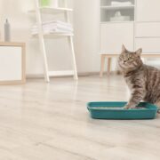 why do cats bury their poop