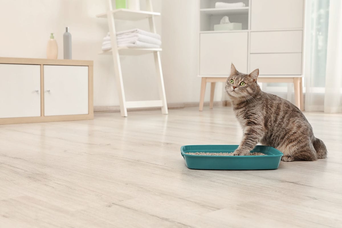 Why Do Cats Bury Their Poop?