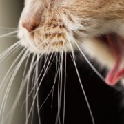 how to help a cat with a hairball