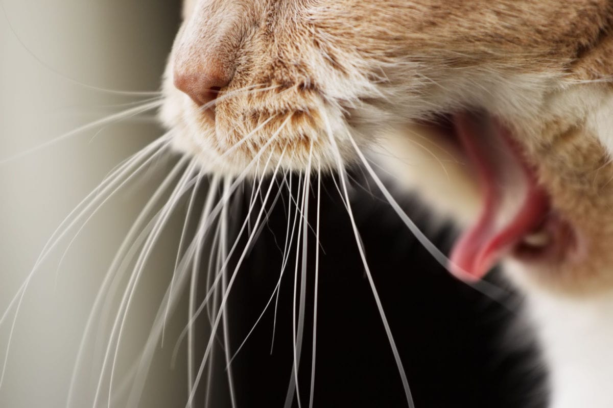 Cough-Gag-Retch: How to Help a Cat with a Hairball