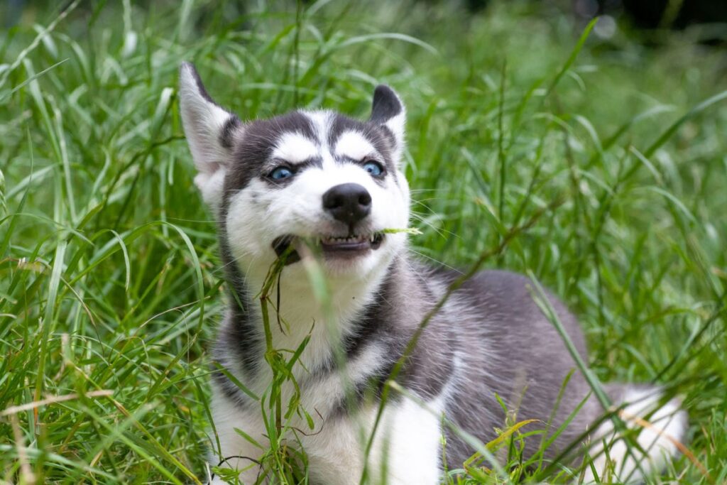 why do dogs eat grass