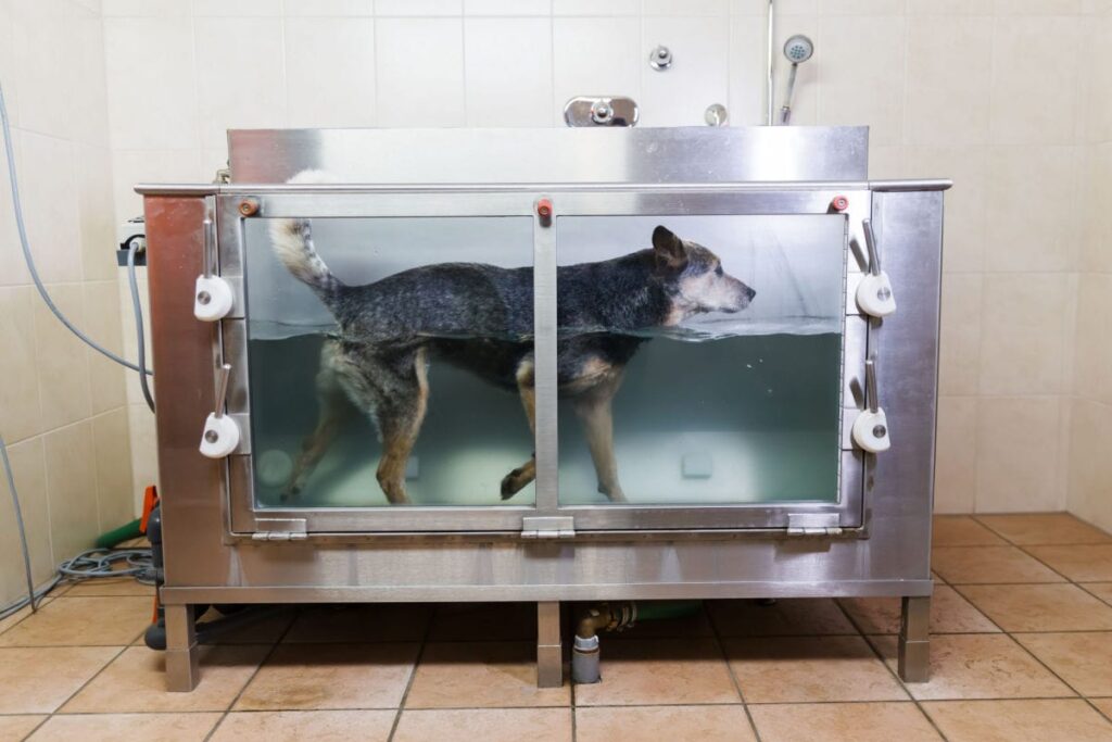 hydrotherapy for dogs