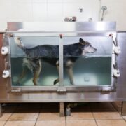 hydrotherapy for dogs