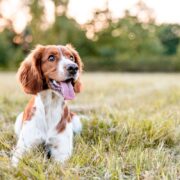 best toys for spaniels