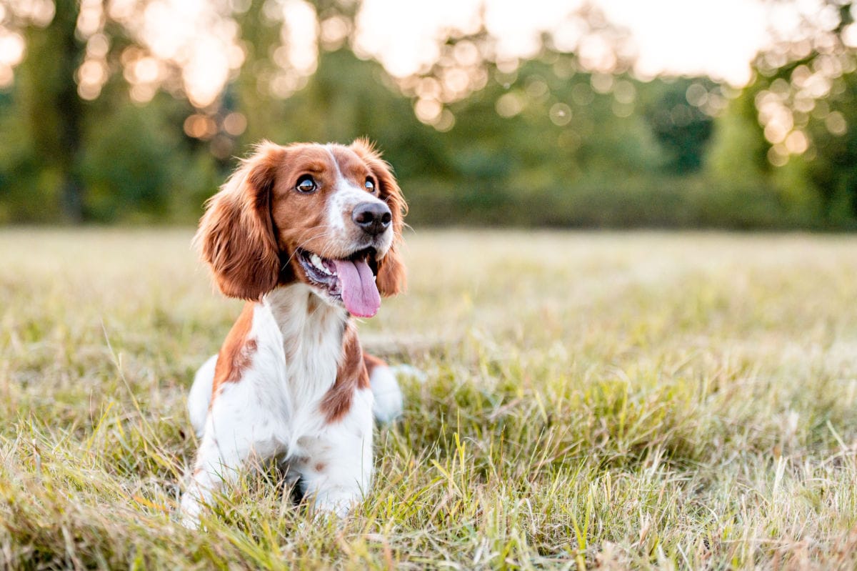 What Are the Best Toys for Spaniels?