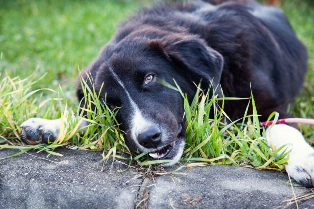 why do dogs eat grass