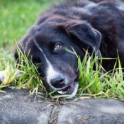 why do dogs eat grass