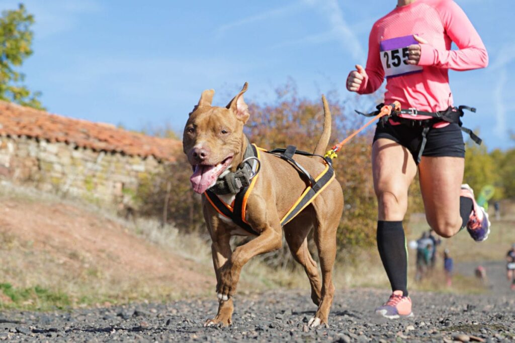 canicross running