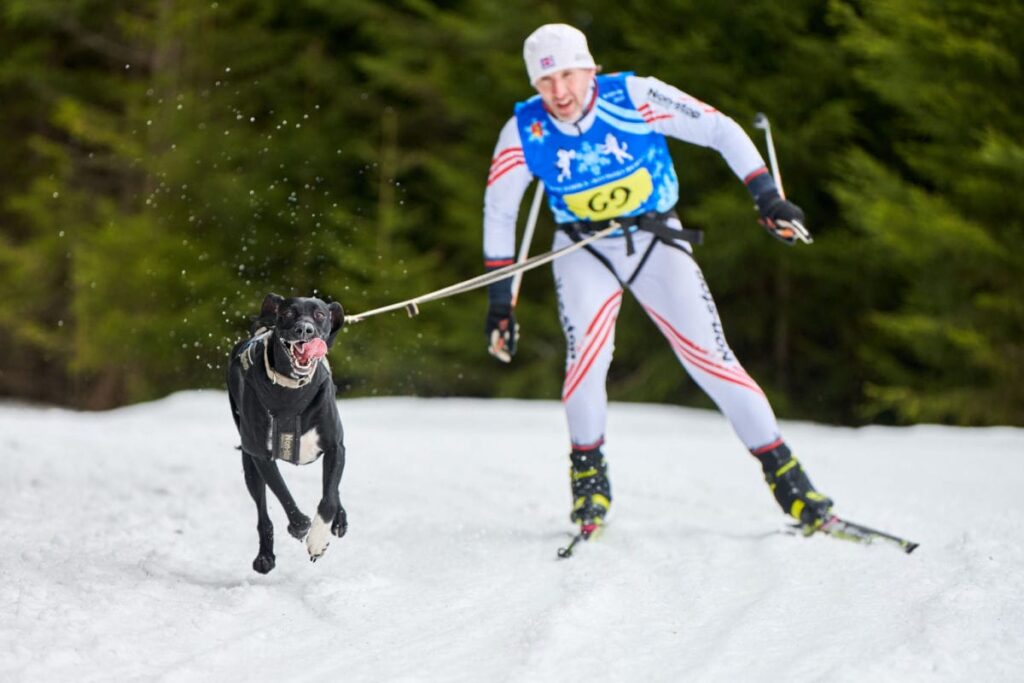 dog winter sports