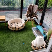 diy catio