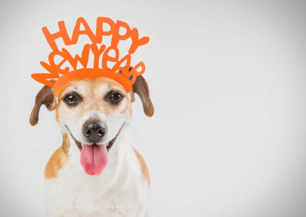 dog new year