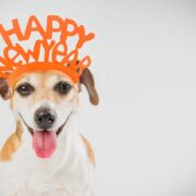 dog new year