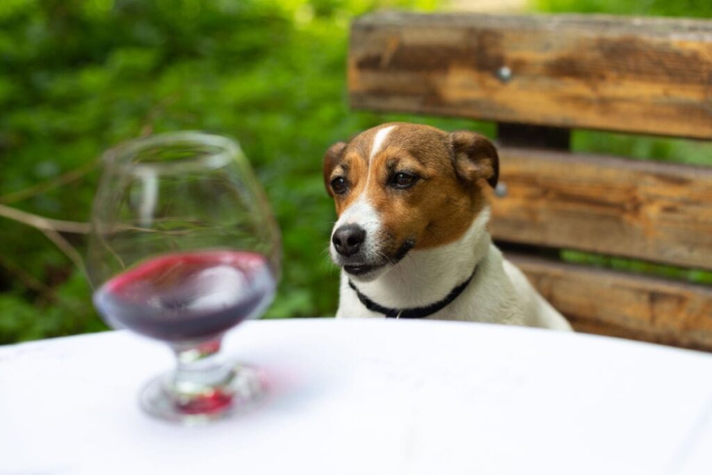 dog sitting by wine glass
