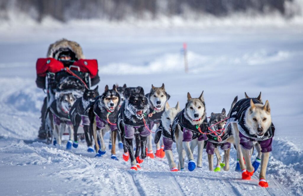 dog sledding
