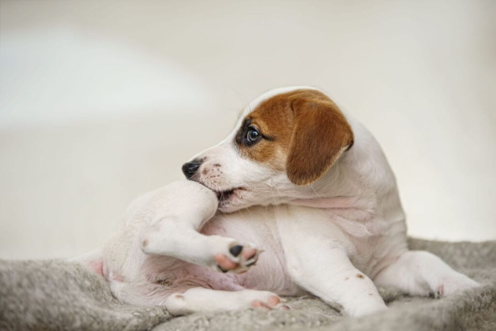 itchy dog scratching leg