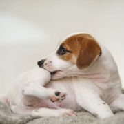 itchy dog scratching leg. staph infection in dogs