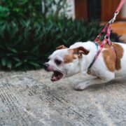 napoleon syndrome in dogs