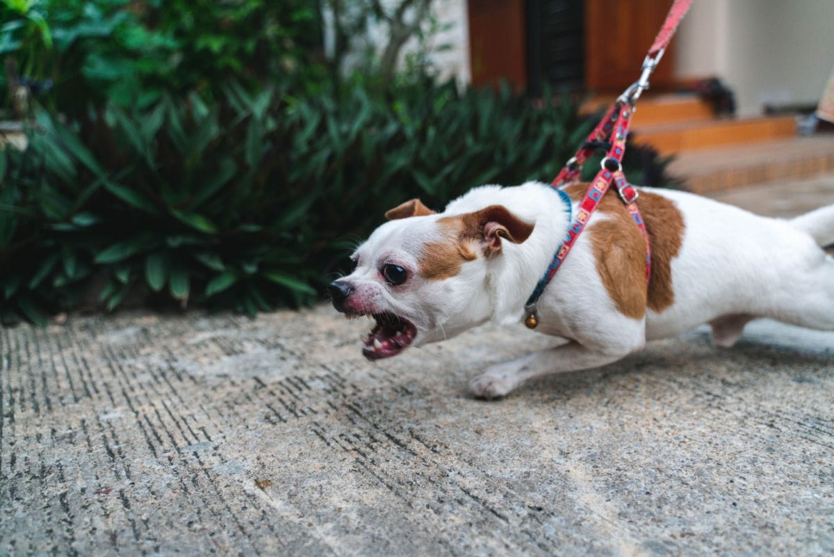 Little Brave Dog – Is it Napoleon Syndrome?