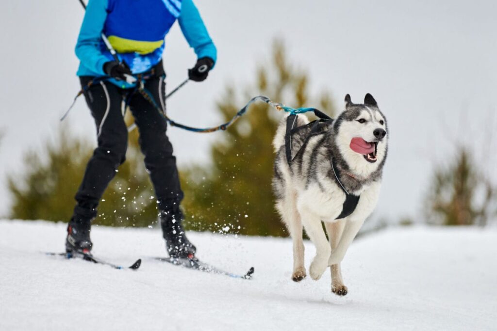 dog winter sports