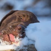 can dogs eat snow