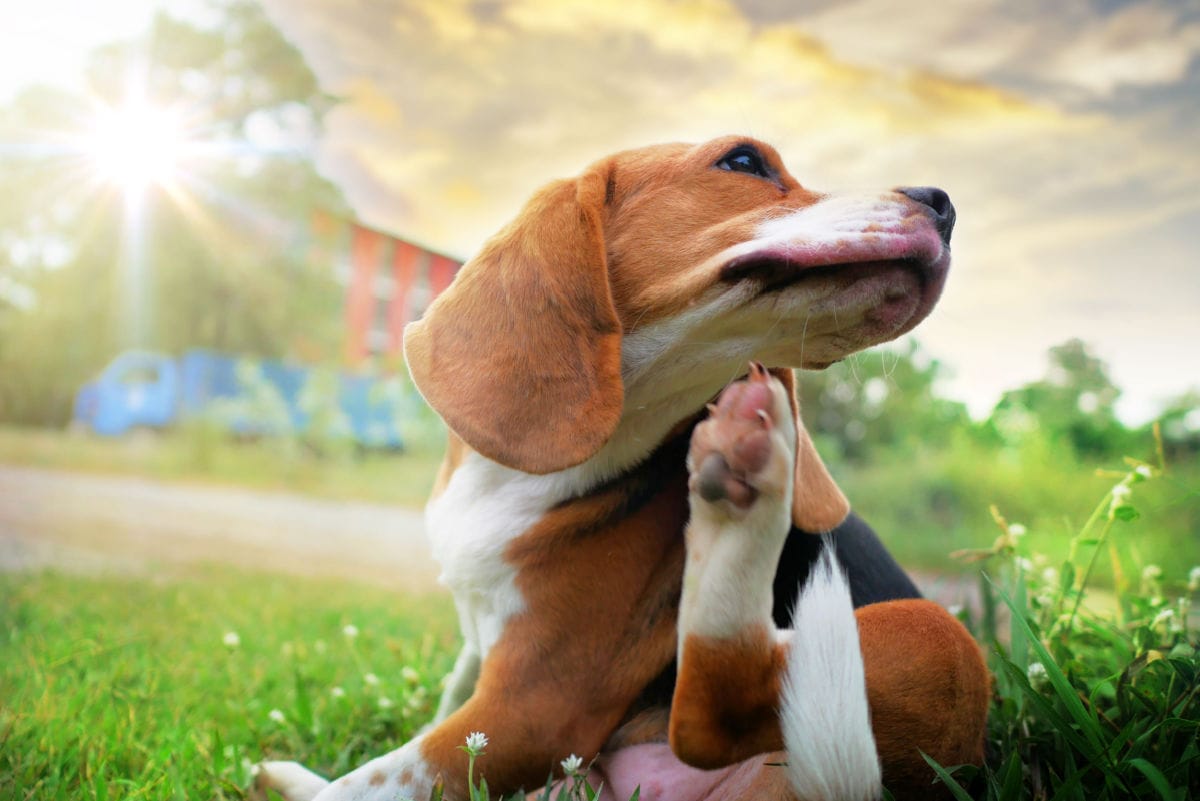 How Do Dogs Get Fleas?