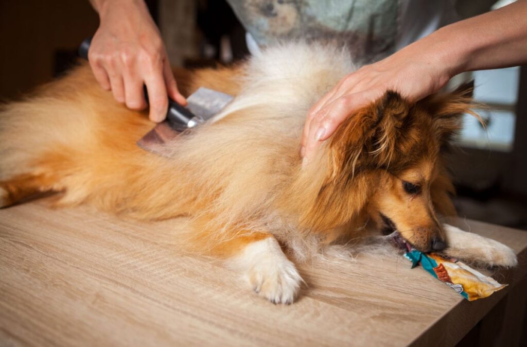 dog being brushed