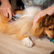 dog being brushed